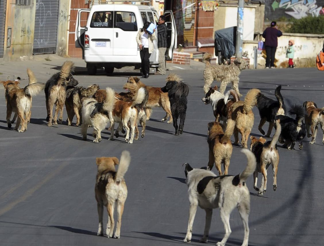 ATAQUE-PERROS-ARCHIVO-LA-RAZON-1